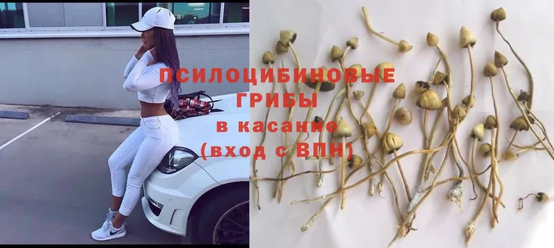 Галлюциногенные грибы Psilocybe  Гаджиево 